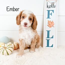 Ember - Australian Labradoodle puppy in Rising Fawn, Georgia from Novalie Australian Labradoodles