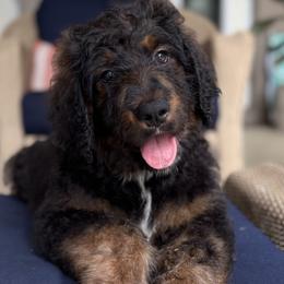Boy 7 - male Bernedoodle puppy in Montverde, Florida from Central Florida Bernedoodles