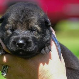 Blue boy - Sable male German Shepherd puppy in Clarkrange, Tennessee from Vom Wolff