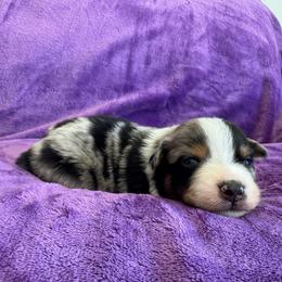 Lelo - Blue merle female Australian Shepherd puppy in Franktown, Colorado from Double NB Livestock LLC