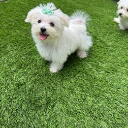 Turquoise girl - White female Maltese puppy in Massachusetts from Happy Tail Yorkies and Maltese