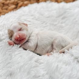 Millie - Cream female Goldendoodle puppy in Iola, Texas from Supreme Doodles of Texas