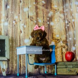Poodle Puppies from Southern Girls Poodles