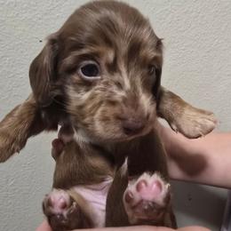 RY - Dapple male Dachshund puppy in Poplarville, Mississippi from T's Kennel
