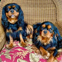 Cavalier King Charles Spaniels from Cavaliers of Woodward