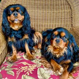 Cavalier King Charles Spaniels from Cavaliers of Woodward