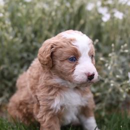 Autumn - Red female Bernedoodle puppy in Payson, Utah from Little Diamond Doodles