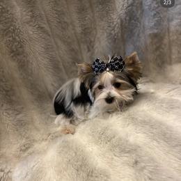 Yorkshire Terrier All Grown Up from Akc Quality Yorkies