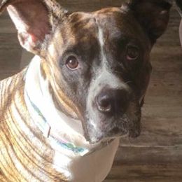 Boxers from Boxer Pure Blooded