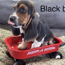 Basset Hound Puppies from virene Shaffer