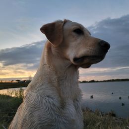 Dixie - Labrador Retriever