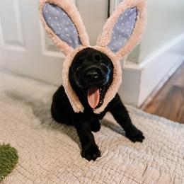 Labrador Retriever Puppies from Landon J Farms Labrador Retrievers