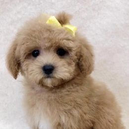 Maltese, Maltipoo, Poodle, and Yorkshire Terrier Puppies from Paw Perfect Pets