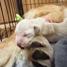 Rosebud Amore - Light golden female Golden Retriever puppy in Gainesville, Florida from Heart and Soul Dog Breeding, Inc.
