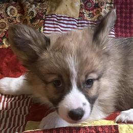 Nutmeg - Red female Pembroke Welsh Corgi puppy in Lima, New York from Hickory Springs Corgis