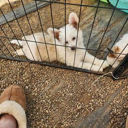 Chinese Crested Puppies from Zion"s Chinese Cresteds