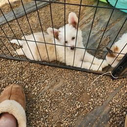 Chinese Crested Puppies from Zion"s Chinese Cresteds