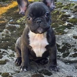 Niagara - Brindle and white female French Bulldog puppy in Ronks, Pennsylvania from Bleu Rock French Bulldogs