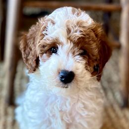 Goldendoodles and Poodles from French Creek Doodles