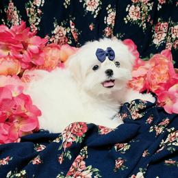 Rocket - White and lemon male Maltese puppy in Fresno, California from Soua's Pups