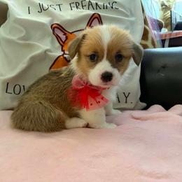 Sunkist - Red female Pembroke Welsh Corgi puppy in Saint George, South Carolina from Carolina cotton candy corgis