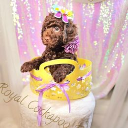 Freyja - Brown Cockapoo puppy in Demorest, Georgia from Royal Cockapoo Playhouse