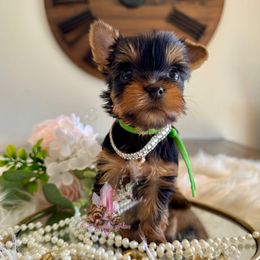 Maple - Black and tan female Yorkshire Terrier puppy in Pittsburg, California from Crystal Garden Yorkies