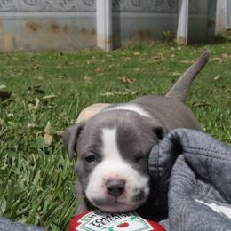 Charger - Blue male American Bully puppy in Jefferson, Ohio from Blue Fury's
