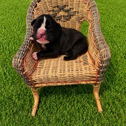 Loki - Brindle male Boxer puppy in Abilene, Texas from L&L Euro Boxers and Small Town Shih Tzus