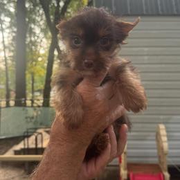 Tiny Boy 2 - Chocolate and tan male Yorkshire Terrier puppy in Milton, Florida from Sassenach Yorkie Kennels
