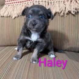 Chihuahua puppies from Goodlen Pups