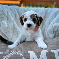 Assorted Doodle Crosses, Australian Labradoodle, Cavachon, and Cavapoo Puppies from Bark & Bramble Cavapoochons