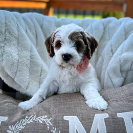 Assorted Doodle Crosses, Australian Labradoodle, Cavachon, and Cavapoo Puppies from Bark & Bramble Cavapoochons
