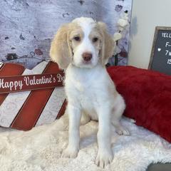 Saint Berdoodle Puppies from Single Barrel Doodles