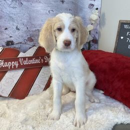 Saint Berdoodle Puppies from Single Barrel Doodles