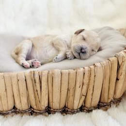 Spy - Apricot male Cavapoo puppy in Arlington, Texas from Van Haselen Poodles and Doodles