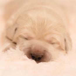 Girl 4 - Light golden female Golden Retriever puppy in Hayward, California from East Bay Golden Retrievers