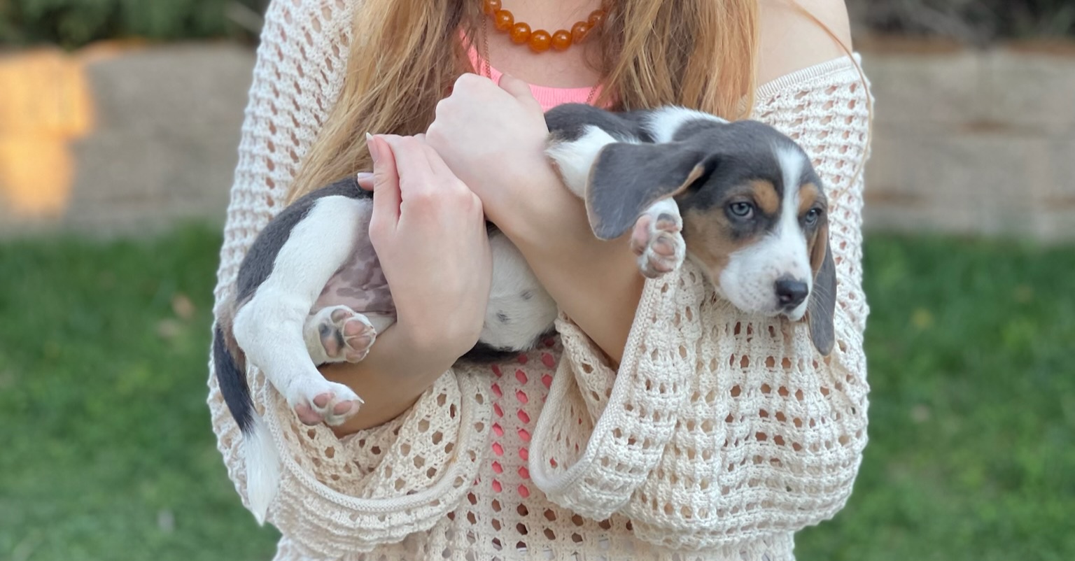 Beagle Puppies from Homegrown Beagles