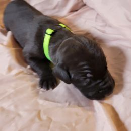Cane Corso and Great Dane Puppies from RC RANCH GREAT DANES