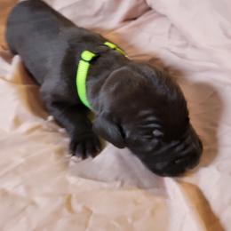 Cane Corso and Great Dane Puppies from RC RANCH GREAT DANES