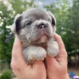 Boy 1 - male French Bulldog puppy in Fortson, Georgia from Diplomat Frenchies