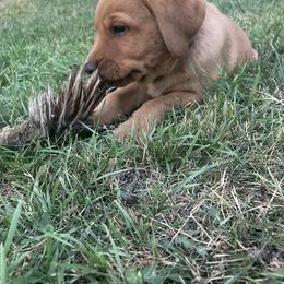 Labrador Retriever Puppies from Westbrook UK Labs