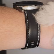 Mi-Kis and Shih Tzus from Tiny Tzu Mighty Shih Tzus & Mi-Kis