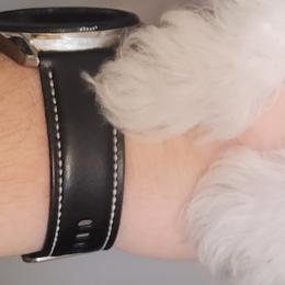Mi-Kis and Shih Tzus from Tiny Tzu Mighty Shih Tzus & Mi-Kis