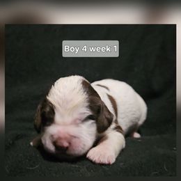Boy 4 - Liver white and roan male English Springer Spaniel puppy in Lakeland, Georgia from A&N Hobby Farm