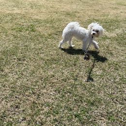 Tinkerbell - Maltese