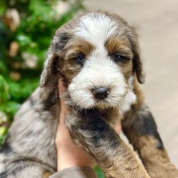 Xavier - Blue merle male Bernedoodle puppy in Mattawan, Michigan from KaZoo Doodles
