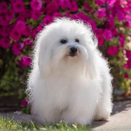 Bloomers - Coton de Tulear