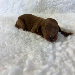 Josie - Red  female Goldendoodle puppy in Wever, Iowa from JK Royal Lines