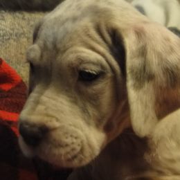 Cardigan Welsh Corgi and Great Dane Puppies from Red Oak Farm and Kennel